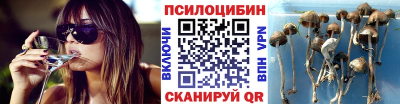 OMG tor  Дивногорск  Псилоцибиновые грибы Psilocybe 