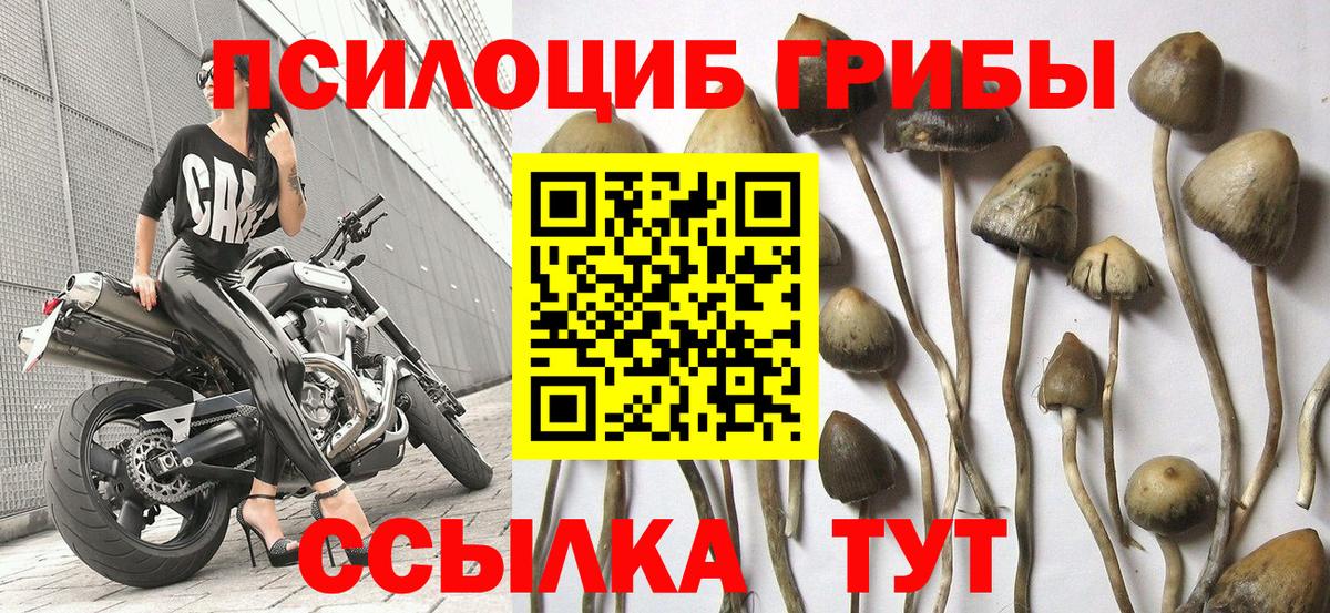 Псилоцибиновые грибы мицелий  продажа наркотиков  Дивногорск 